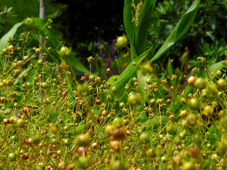 Voedwel, natuurlijk voedingsadvies, lijnzaad